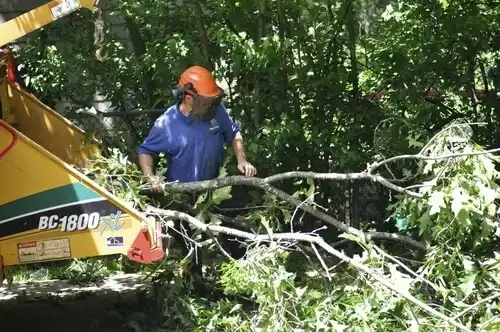 tree services Lake Junaluska